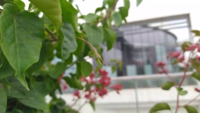 Бугенвиллии махровые - начинает расцветать! смотреть онлайн