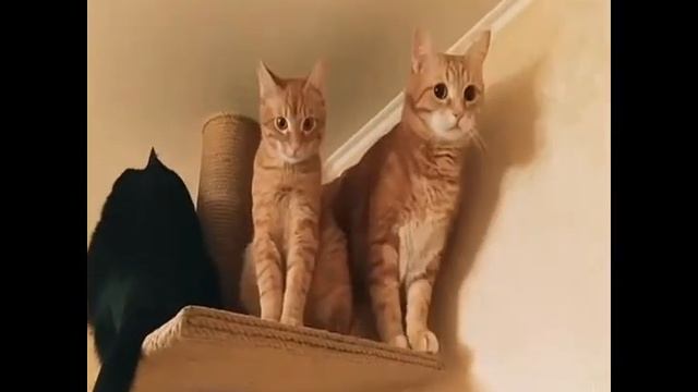 Когтеточка в распор и 3 кота смотреть онлайн