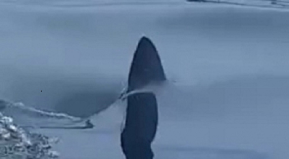 Нападение пятиглавой. Нападение касаток на акул. Акулы у побережья Владивостока.