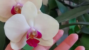 ?  Мои ПРЕКРАСНЫЕ ОРХИДЕИ ? БУЙСТВО КРАСОК ?Обзор моих цветущих ОРХИДЕЙ на подоконнике в феврале?