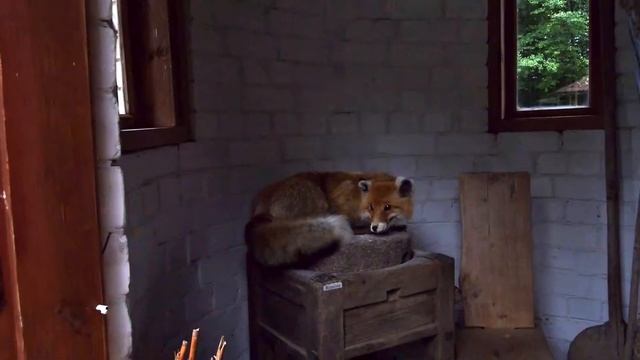 Экскурсия в Беловежскую пущу. Шахматный лагерь. 07 2019 смотреть онлайн