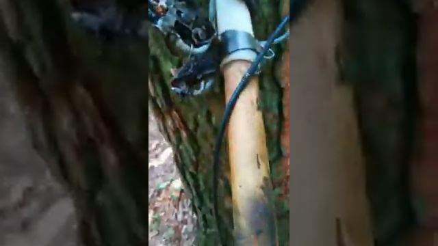 Сбор смолы смотреть онлайн