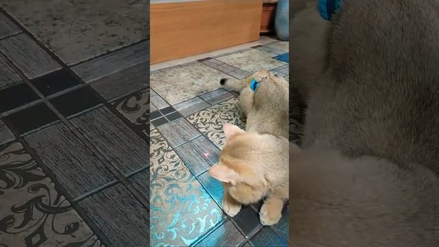 Где Мама Кошка, Смайлик скучает🐈🌹🥰🌸🌼 смотреть онлайн