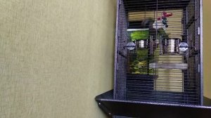 Китайский кольчатый попугай#Коннер