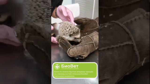 Ежик по имени Фунтик впервые пришёл на стрижку когтей. Клиника БиоВет Хорошево-мневники.