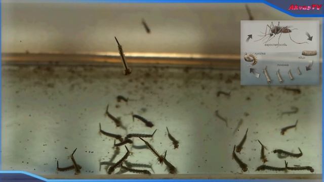 КОРМ ДЛЯ РЫБОК. ЛИЧИНКИ И КУКОЛКИ CULEX PIPIENS. КОРМЛЕНИЕ СКАЛЯРИЙ смотреть онлайн