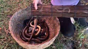 Постройте Примитивную Ловушку Для Выживания Рыбы, Ловите Больших Угрей