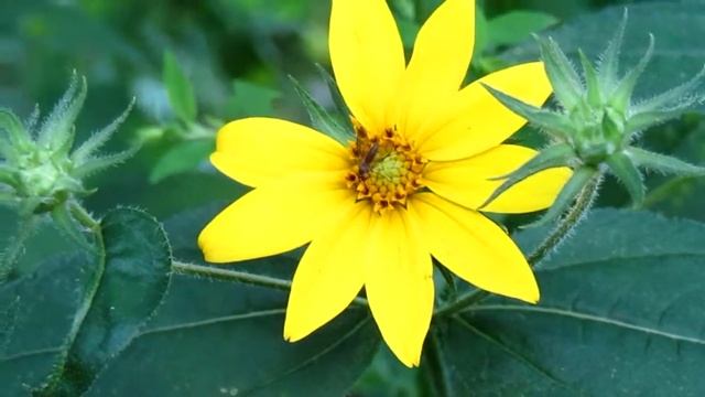 Geron sp. (Bombyliidae) nectaring on Helianthus divaricatus (woodland sunflower), 8/9/19. смотреть онлайн