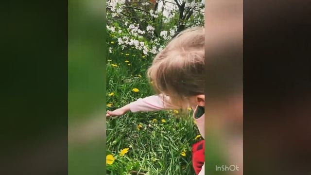 Как содержать китайских шёлковых кур? смотреть онлайн