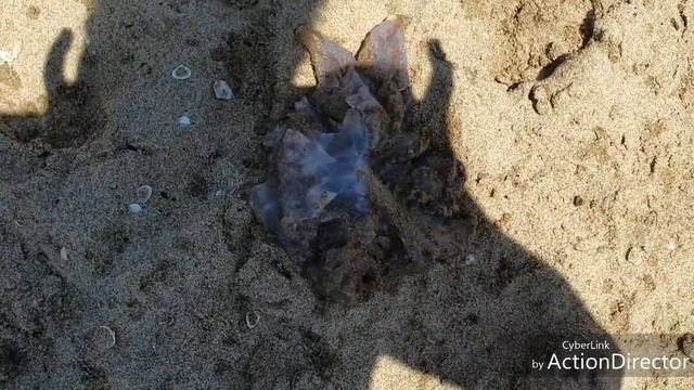 МЕДУЗЫ КАКИЕ ОНИ КРАСИВЫЕ смотреть онлайн