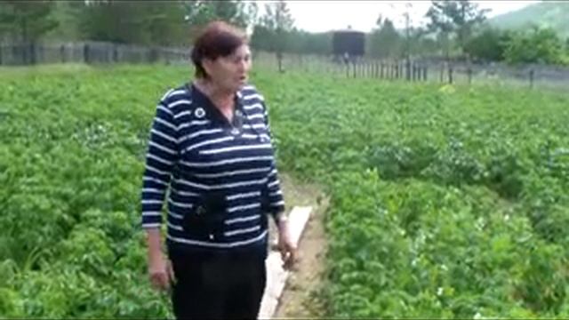 Прополка картофеля", Воронкевич Елизавета Николаевна смотреть онлайн