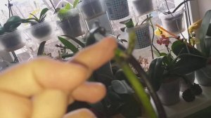 Орхидея Хот Кисс.Какие новости у нее?