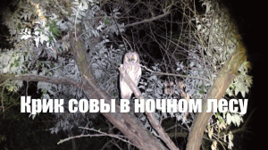 Крик совы в ночном лесу