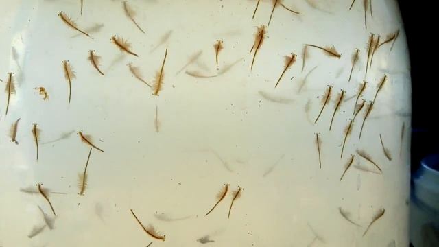 Артемия выросла из науплий в домашних условиях смотреть онлайн