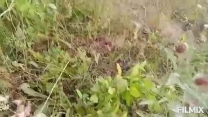 Заготовка веточного корма для кроликов