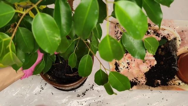 купила дылду-Эльдорадо по объявлению. фикус Эльдорадо. смотреть онлайн