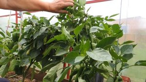 Можно ли собирать семена от гибридов перца? Обзор перцев на 1 июля.