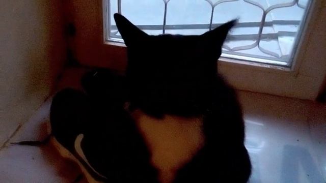 Одомашнивание домашней кошки