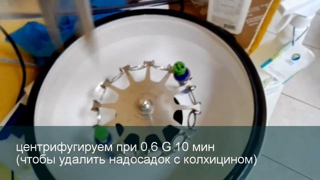 Кариотипирование