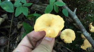 Wild Mushrooms You Can Eat