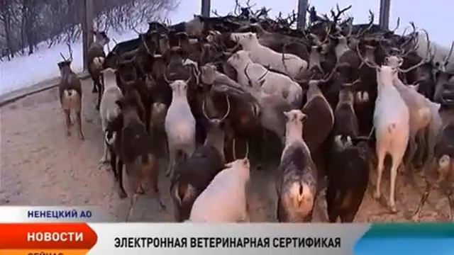 Меркурий россельхознадзор. Обязательна ли регистрация для HoReCa? Кто платит за вет свидетельства?