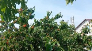 Россошанская Черная Черешня слаще с каждым днём))