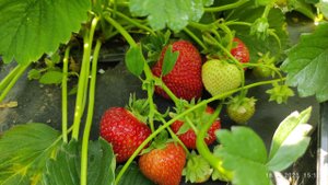 Лималексия  Голландский сорт с огромной ягодой