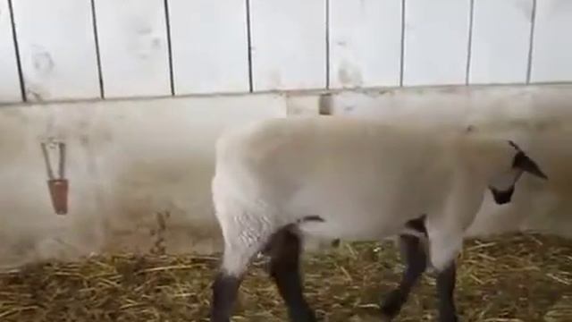 Баран породы Суффолк MimimiKo смотреть онлайн