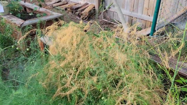 How to grow asparagus in Florida. смотреть онлайн