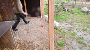 EGG enrichment with the rescued fur-farm foxes