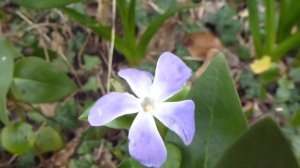 Lesser periwinkle - Vinca minor  - Pervinca - Vetrarlauf  - Þekjuplanta undir trjám