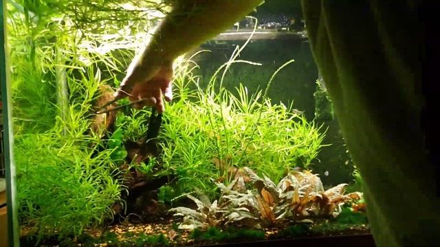 Pogostemon Stellatus Octopus...Best Fast Growing Plant for Your Aquarium?