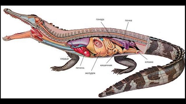 Внутренние органы рептилий. Пищеварительная система крокодила. Клоака у рептилий строение. Пищеварительная система крокодила в клоаку. Пресмыкающиеся пищеварительная система у крокодилов.