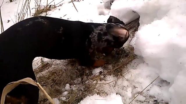 Мраморная такса Даша. 1ч. смотреть онлайн