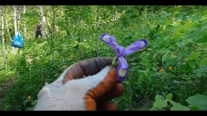 Сосны, пыльца, шишки, жара.