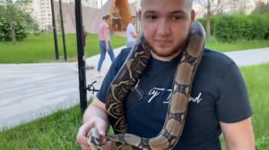 Императорский удав Сомбра ужалила смельчака!!!???