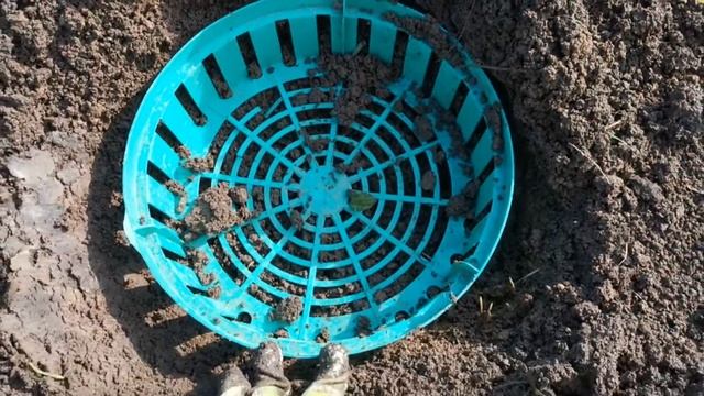 Посадка гладиолусов: обработка и посадка луковиц