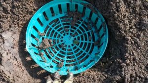 Посадка гладиолусов: обработка и посадка луковиц