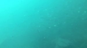 Рыбы в Каспийском море / Fish in Caspian Sea