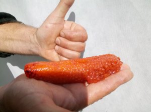 ? Рецепт пятиминутного посола красной икры из свежекупленной красной рыбы