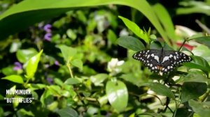 Moomimurr - Butterflies
