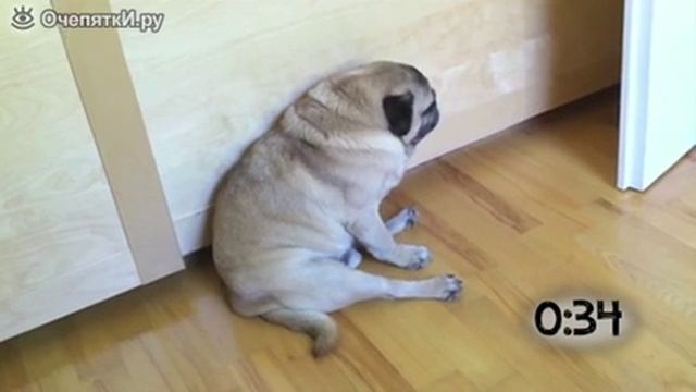 Щенки засыпают на ходу смотреть онлайн