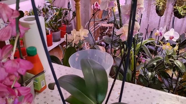 Фаленопсис Сокровище Будды | Phal. Buddha's Treasure | ПОСАДКА ОРХИДЕИ в размере 2,5'