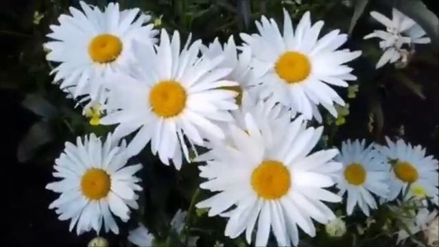 Любимая С Днём Рождения ! смотреть онлайн