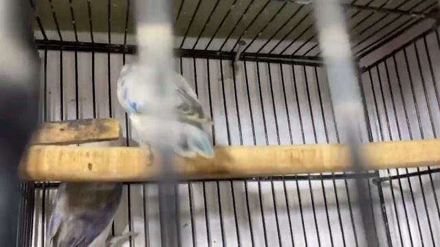 Par Blue, Albino Red Eyes, Fisher, Common Lutino, Personata , Black Mask & and Black Move love bird