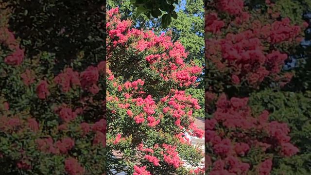 Pink Crepe Myrtles in Qarsherskiy