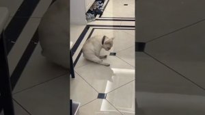 Забавные животные №26