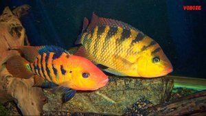 Цихлазома Феста. Содержание в аквариуме, совместимость