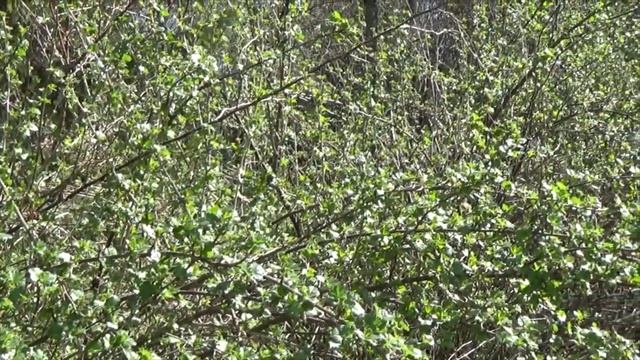 Весенняя магия. смотреть онлайн