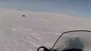 ОХОТА НА ВОЛКА.КАЗАХСКИЕ СТЕПИ.